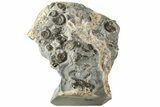 Ammonite (Promicroceras) Cluster - Marston Magna, England #216622-1